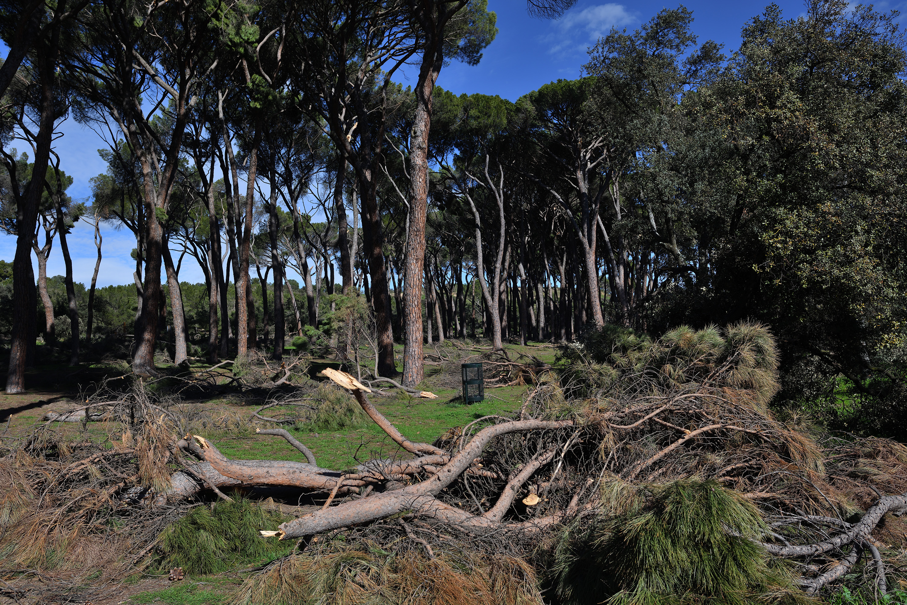 Imagen de archivo. Árboles Casa de Campo tras el paso del temporal Filomena. Imagen de archivo